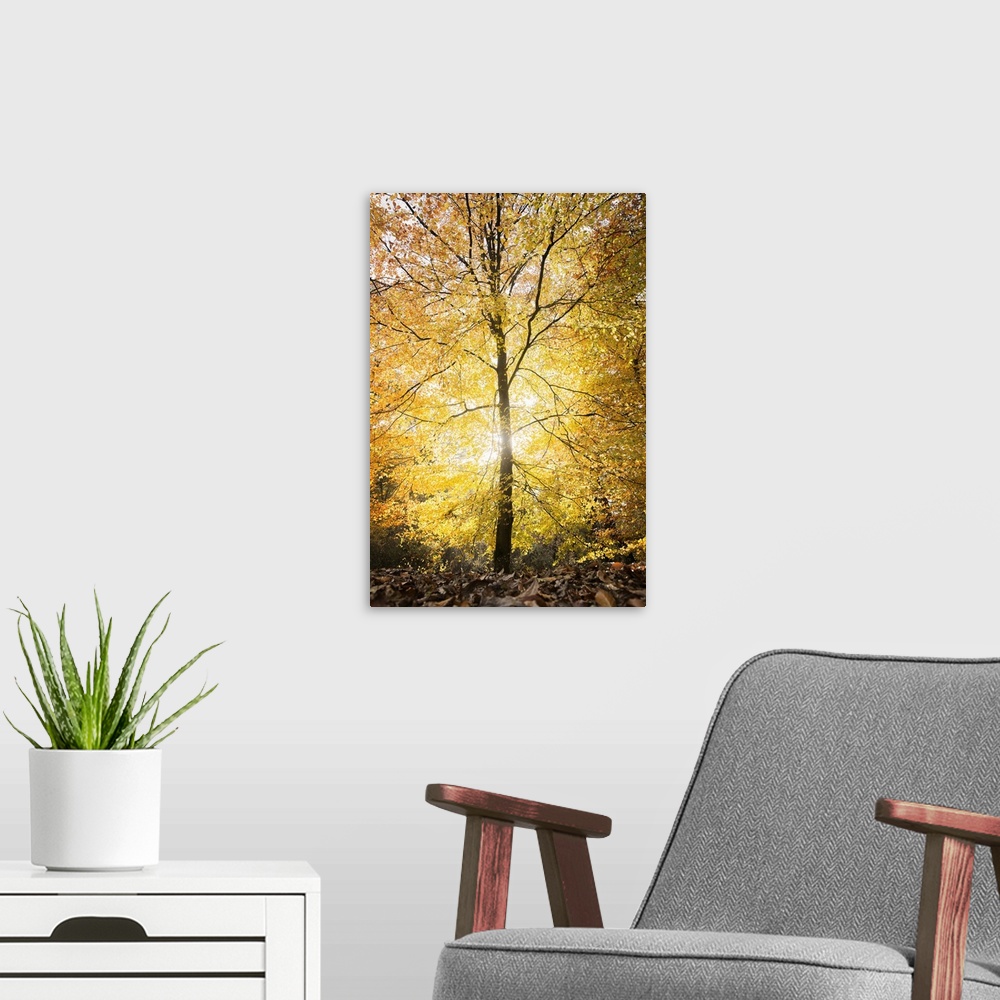 A modern room featuring Single yellow lighting tree at fall in a forest in France, vertical shot with hard light in the c...