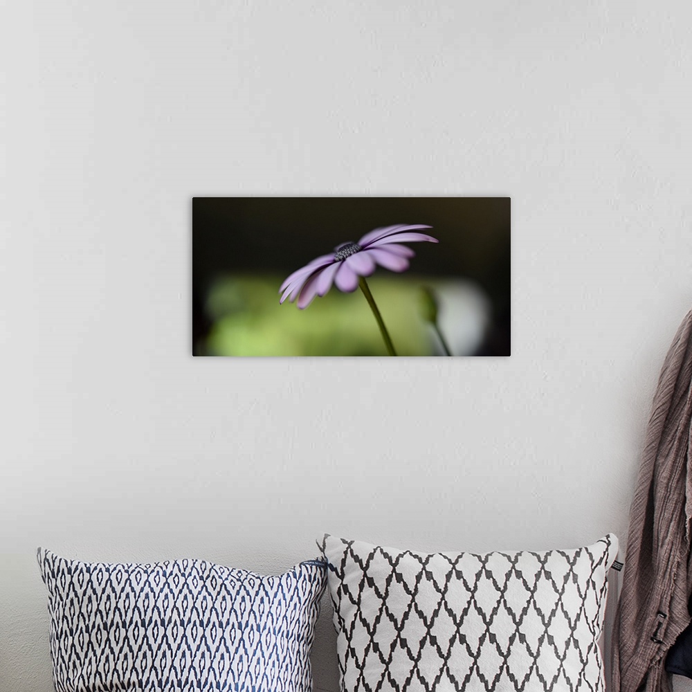 A bohemian room featuring Soft focus photograph of a flower with light purple petals on a black and green background.