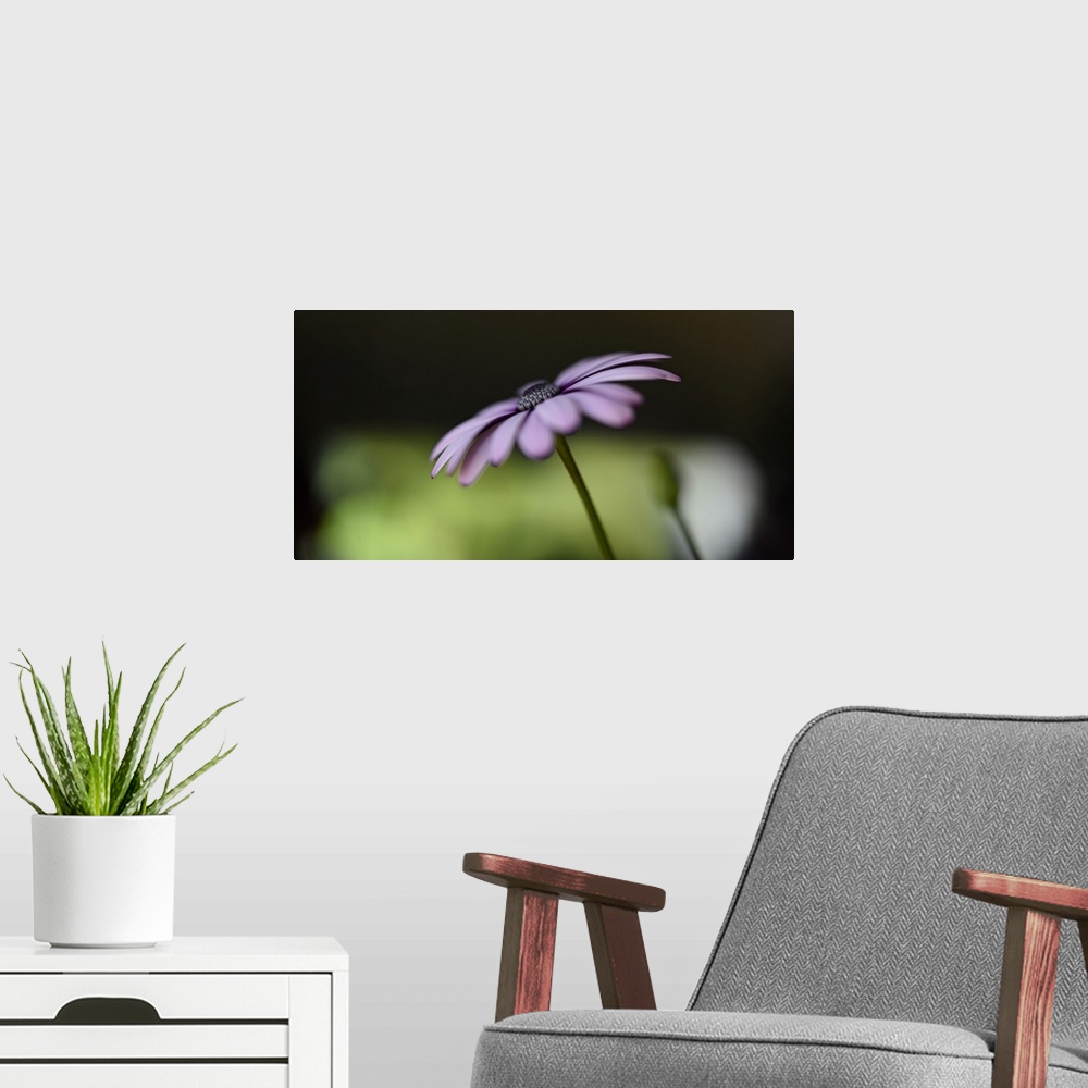 A modern room featuring Soft focus photograph of a flower with light purple petals on a black and green background.