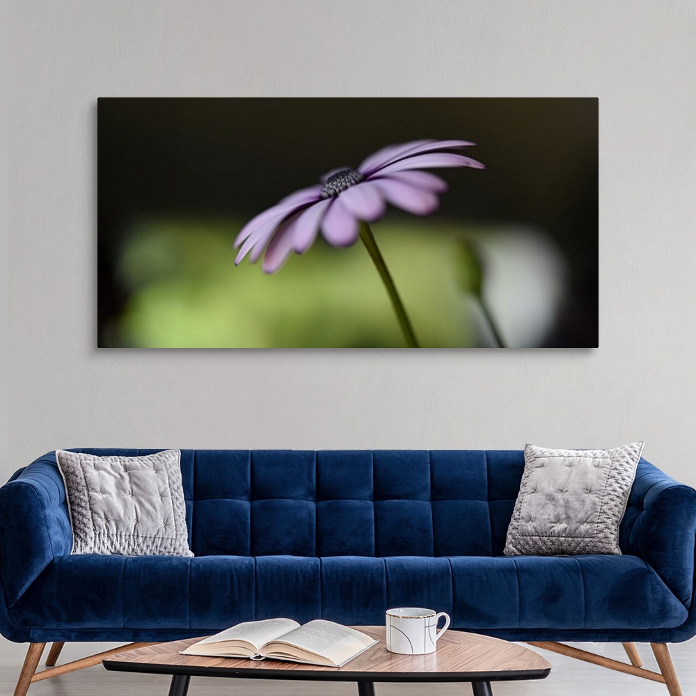 A modern room featuring Soft focus photograph of a flower with light purple petals on a black and green background.
