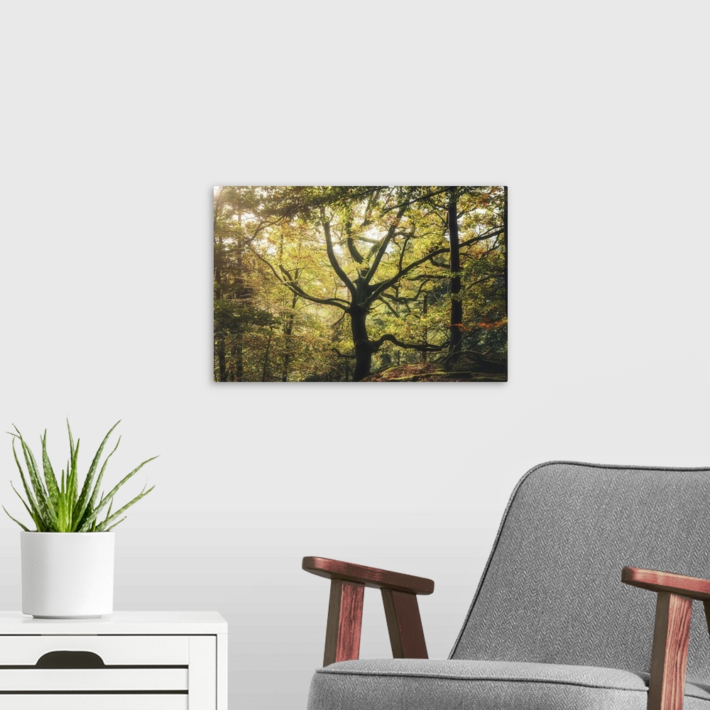 A modern room featuring A Majestic Oak Tree