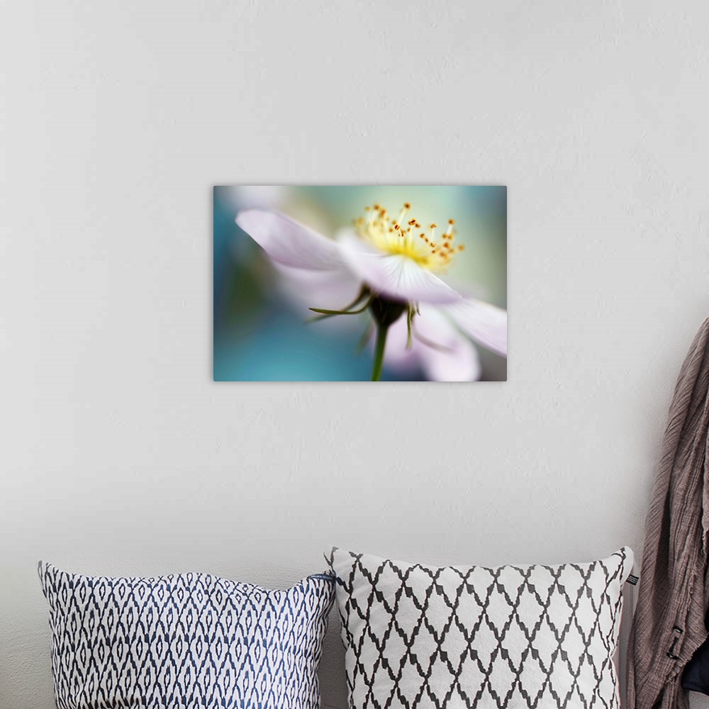 A bohemian room featuring Macro photograph of a white flower with a shallow depth of field.