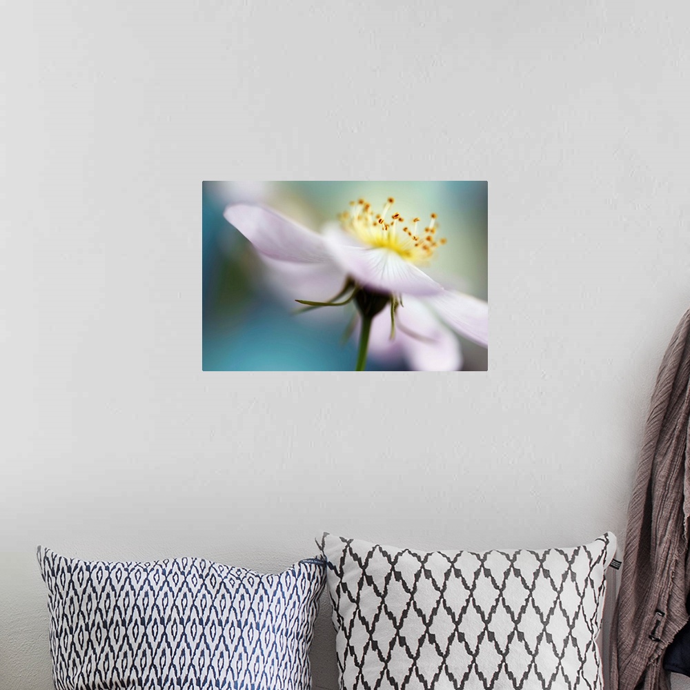 A bohemian room featuring Macro photograph of a white flower with a shallow depth of field.