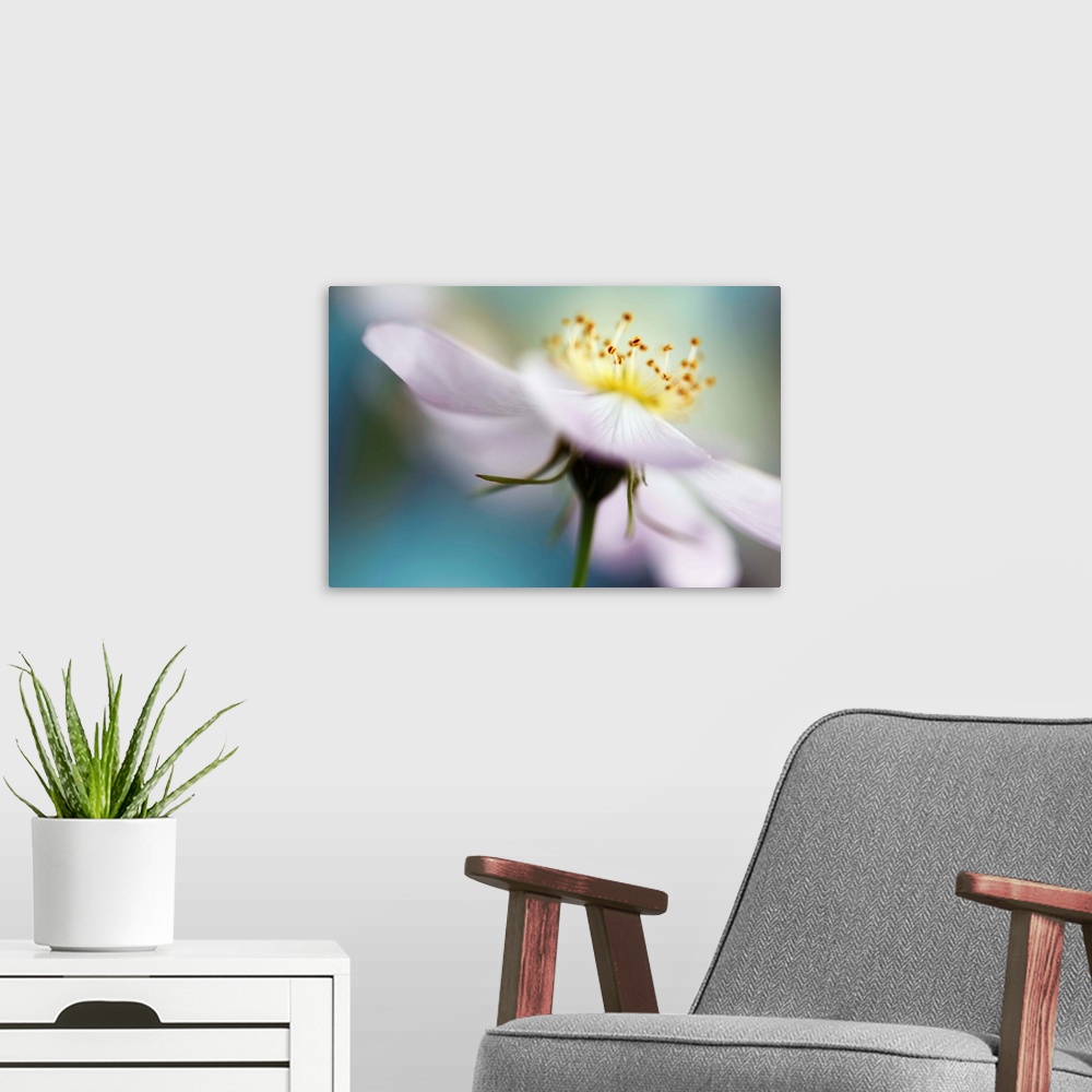 A modern room featuring Macro photograph of a white flower with a shallow depth of field.