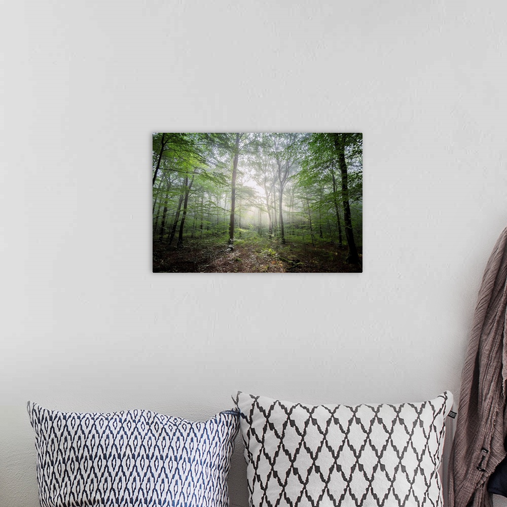 A bohemian room featuring Fine art photo of a forest glowing with beams of light.