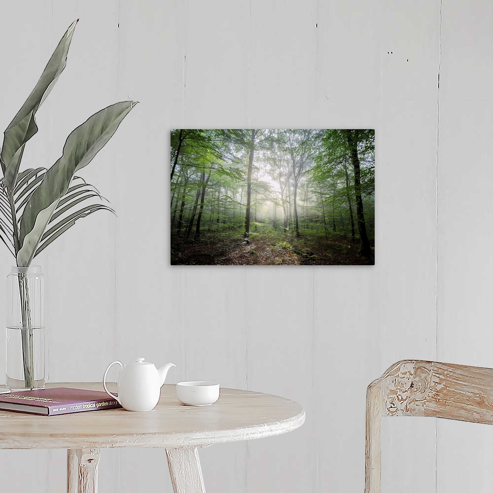 A farmhouse room featuring Fine art photo of a forest glowing with beams of light.
