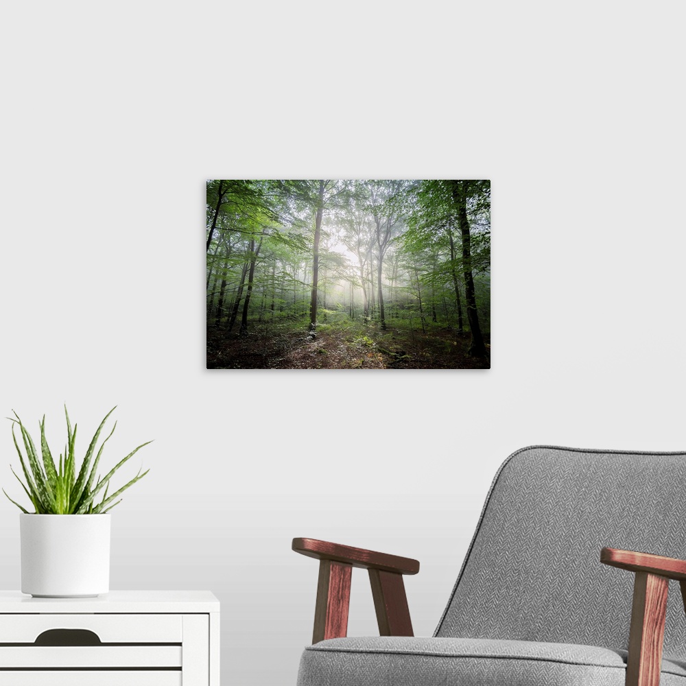 A modern room featuring Fine art photo of a forest glowing with beams of light.