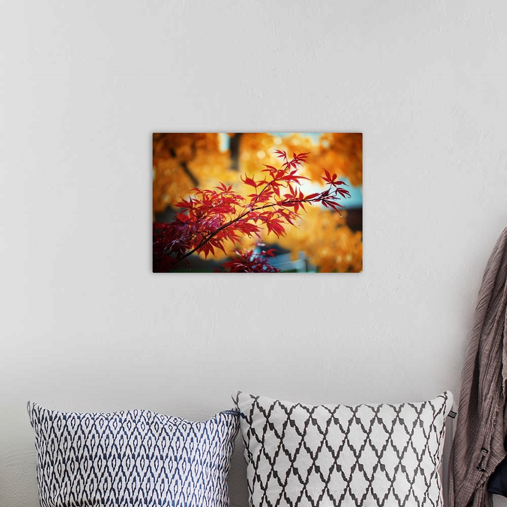 A bohemian room featuring Fine art photograph of a branch with red maple leaves.