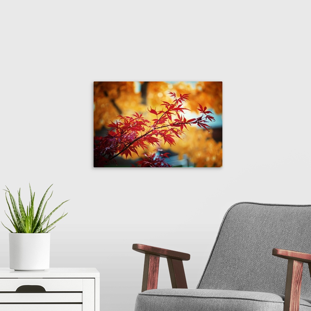 A modern room featuring Fine art photograph of a branch with red maple leaves.