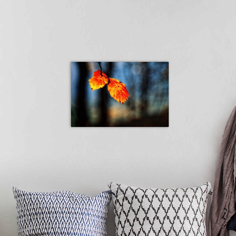 A bohemian room featuring Photograph of two orange and yellow leaves hanging from a branch with a shallow depth of field.