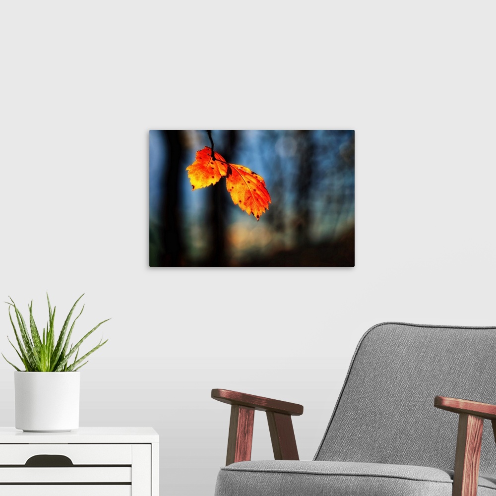 A modern room featuring Photograph of two orange and yellow leaves hanging from a branch with a shallow depth of field.