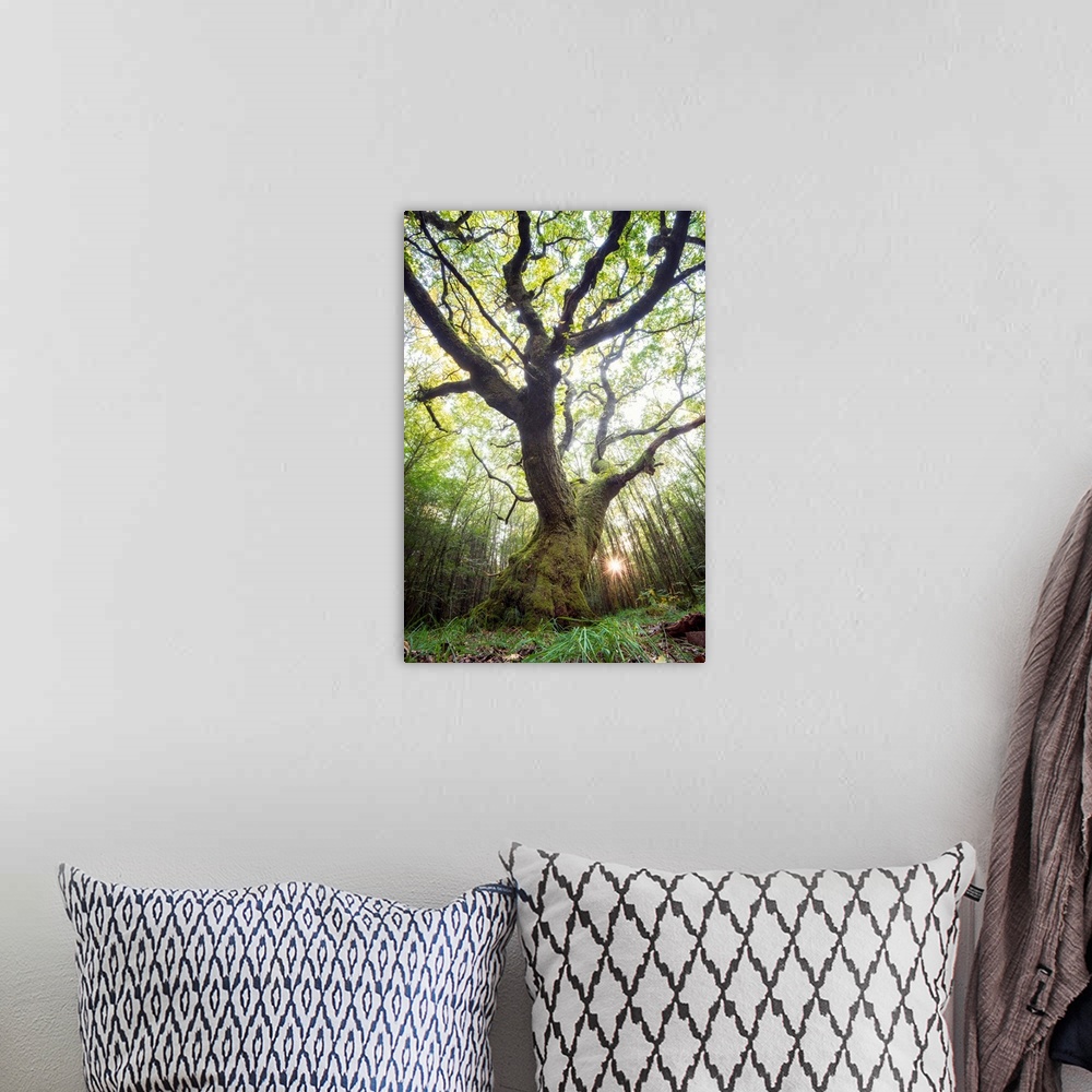 A bohemian room featuring Artistic photograph of a gnarled tree in a woodland grove with sunlight piercing the canopy.