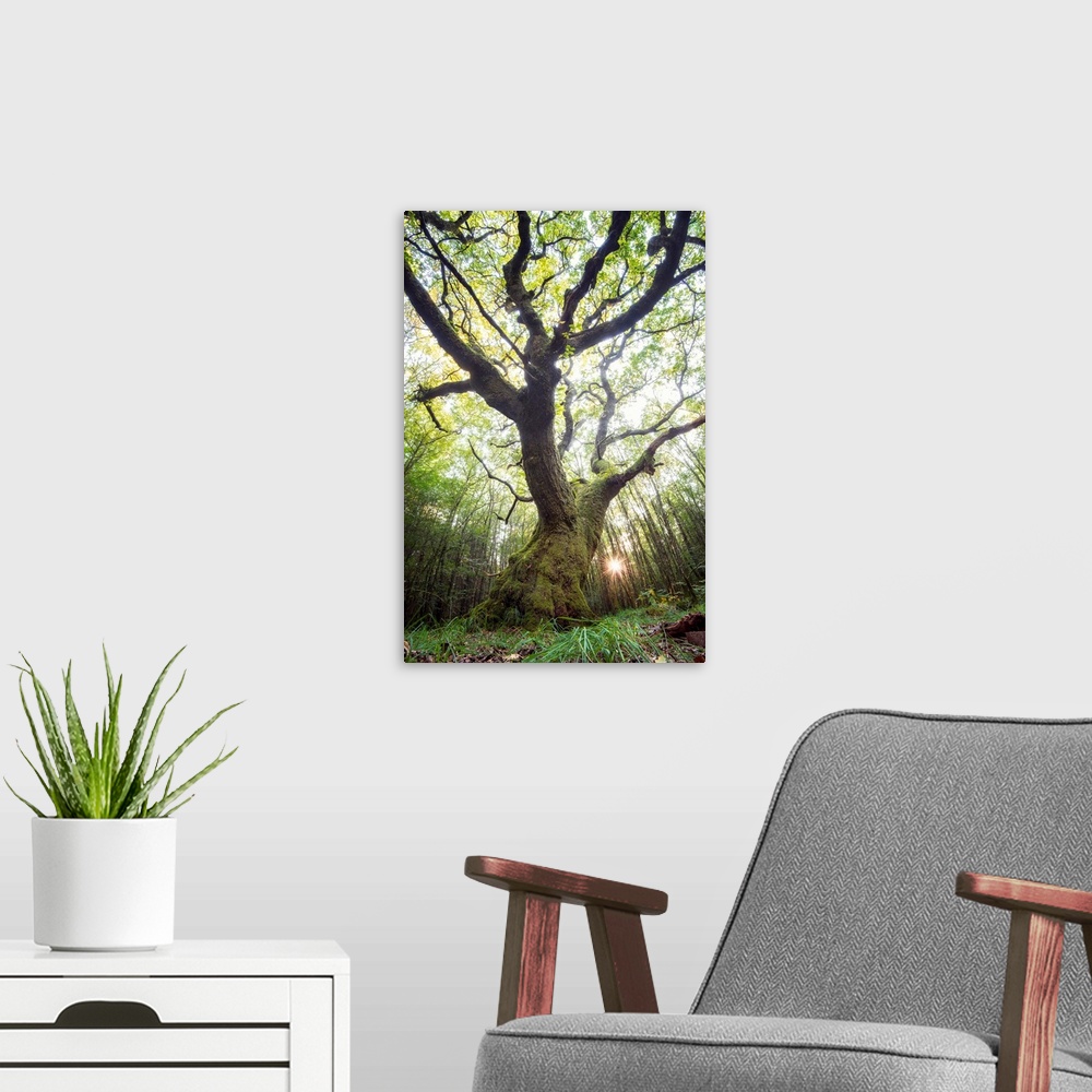 A modern room featuring Artistic photograph of a gnarled tree in a woodland grove with sunlight piercing the canopy.