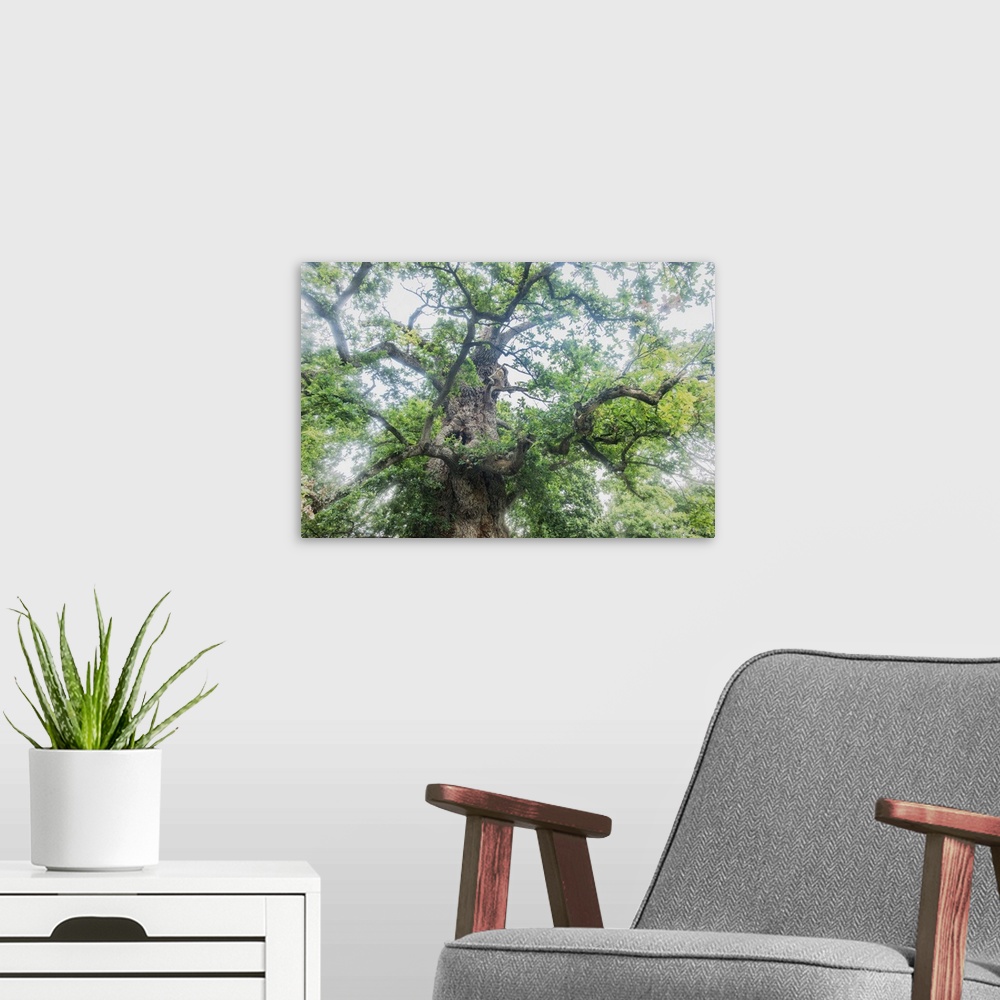 A modern room featuring View from the ground of a large old oak tree.