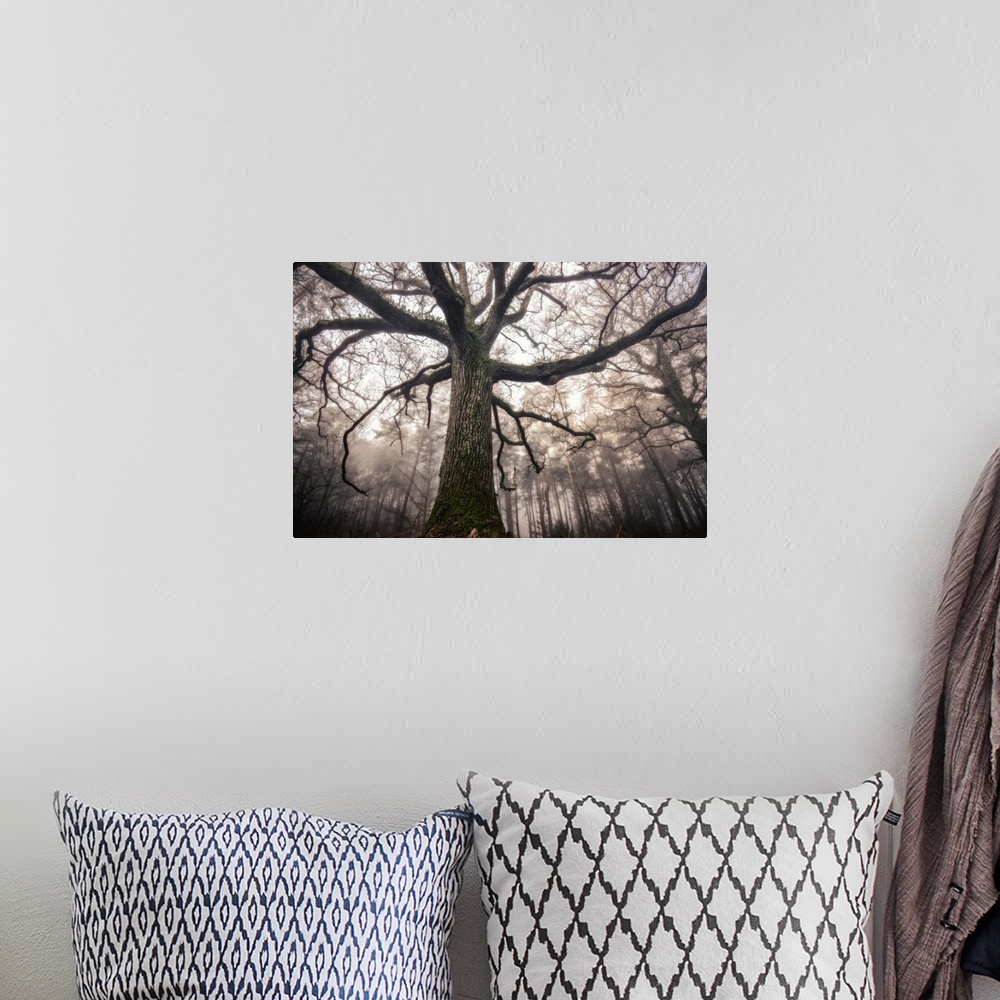 A bohemian room featuring Photograph from a fun point of view, looking up towards the top of an old oak tree in the middle ...