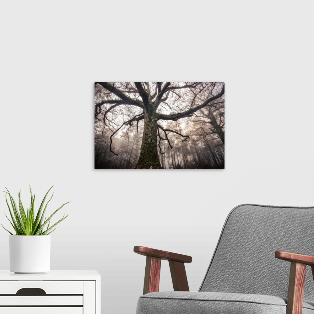 A modern room featuring Photograph from a fun point of view, looking up towards the top of an old oak tree in the middle ...