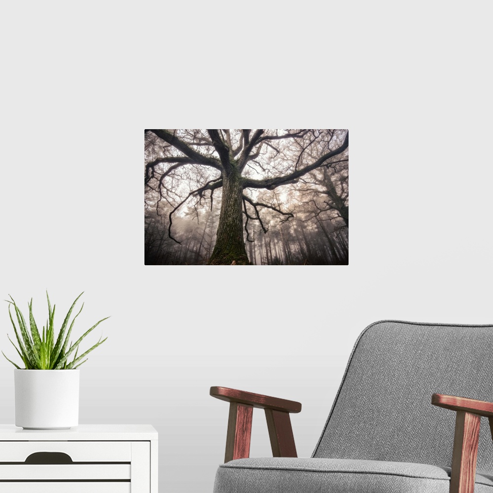 A modern room featuring Photograph from a fun point of view, looking up towards the top of an old oak tree in the middle ...
