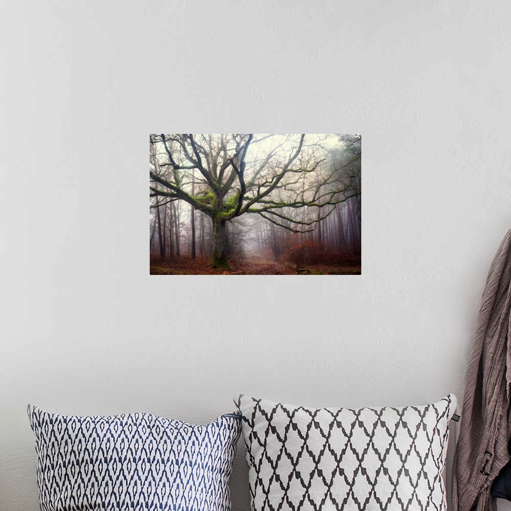 A bohemian room featuring Photograph of an old oak tree covered in bright green moss and surrounded by a fog.
