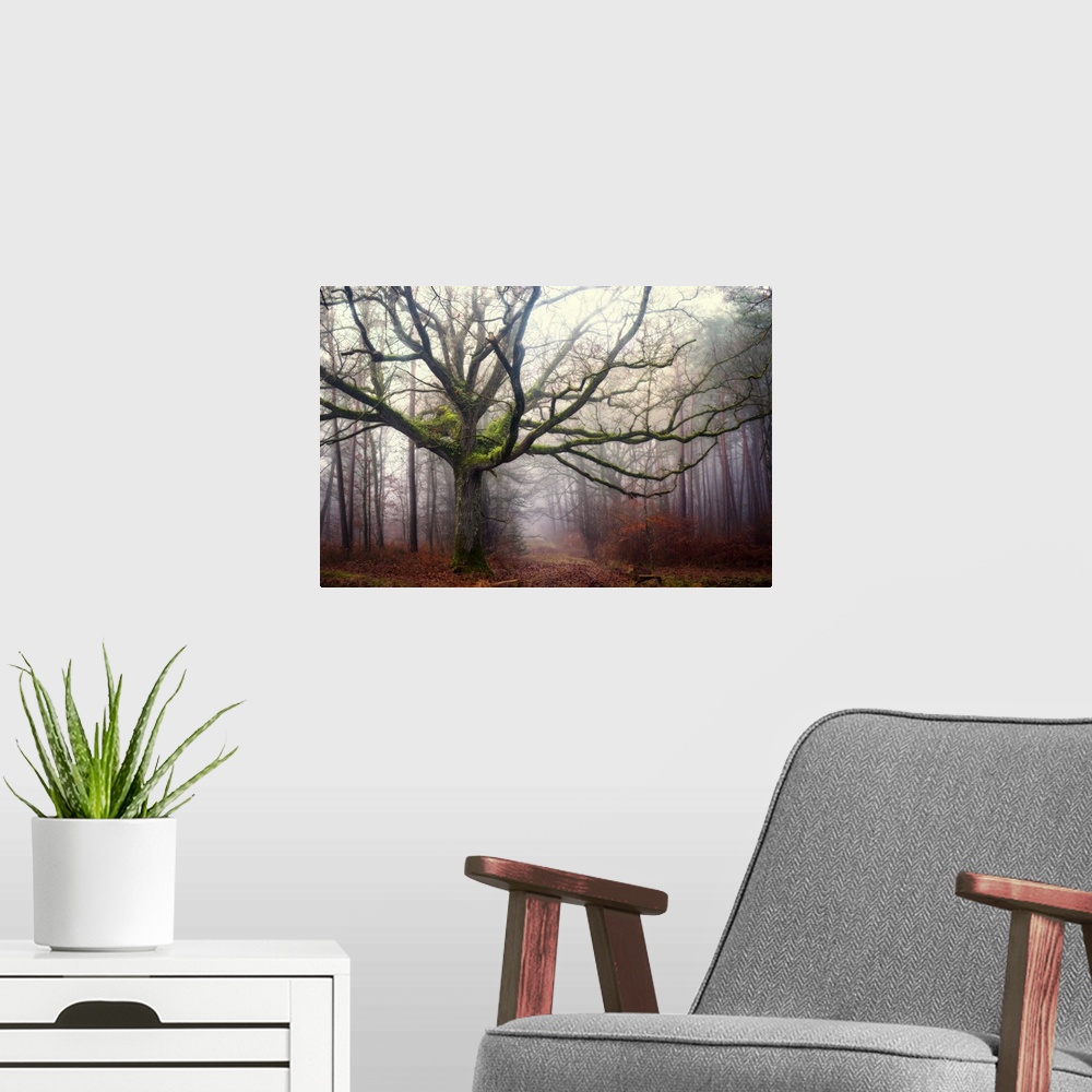 A modern room featuring Photograph of an old oak tree covered in bright green moss and surrounded by a fog.