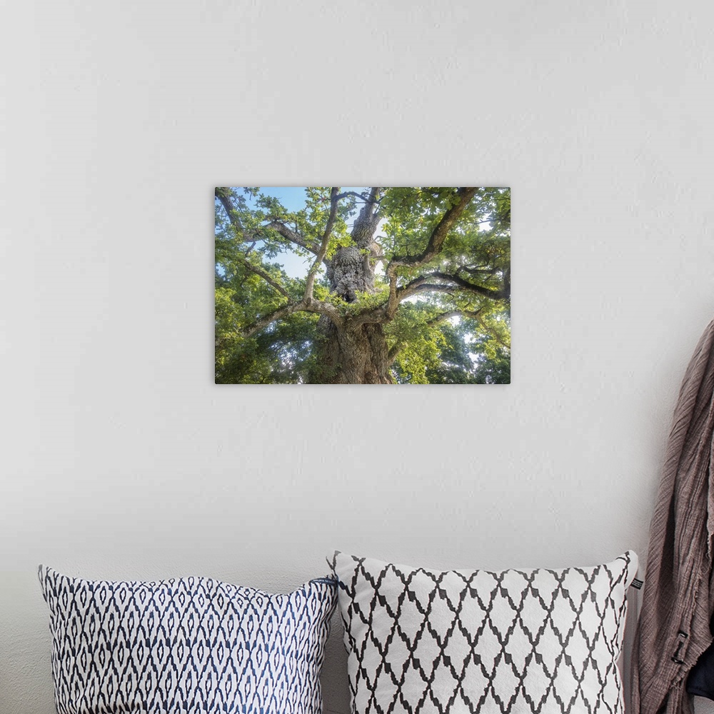 A bohemian room featuring View from the ground of a large old oak tree.