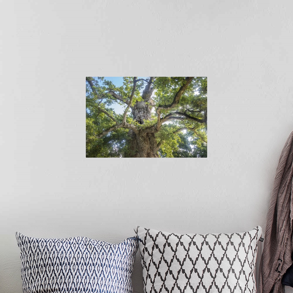 A bohemian room featuring View from the ground of a large old oak tree.