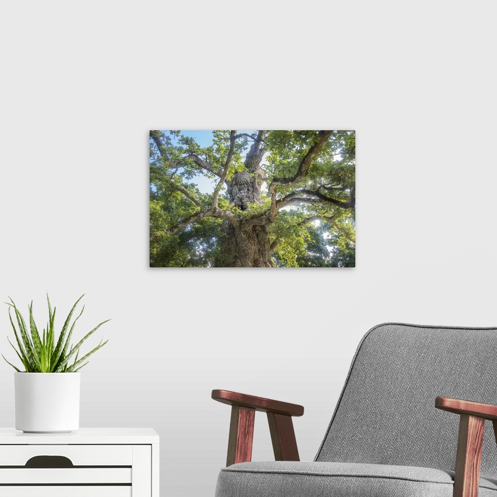 A modern room featuring View from the ground of a large old oak tree.