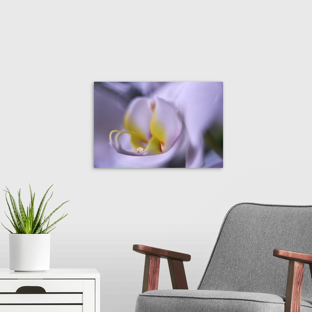 A modern room featuring Macro photograph of a white orchid.