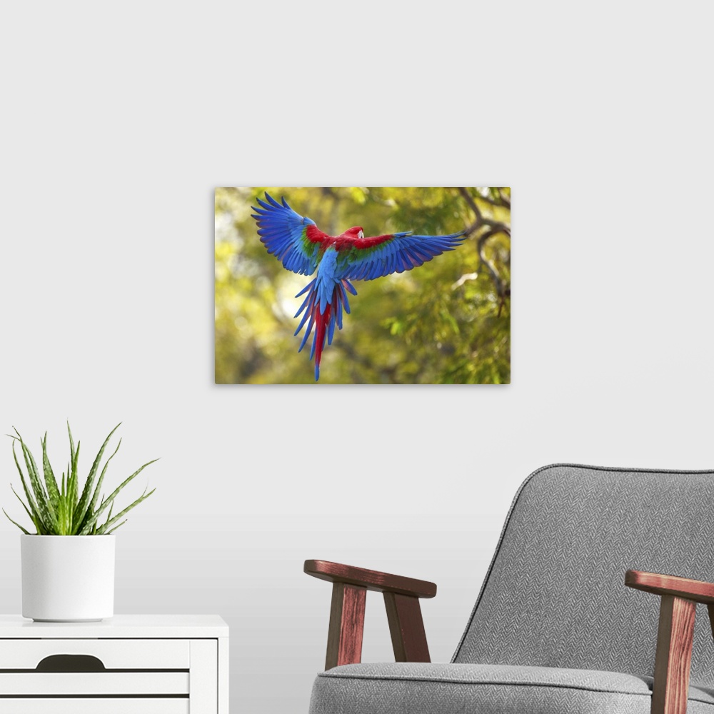 A modern room featuring The Parrot