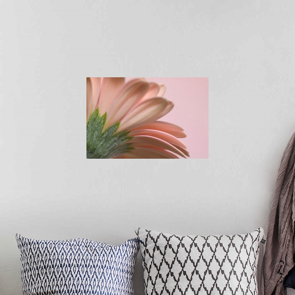 A bohemian room featuring Giant photograph incorporates a close-up showcasing the top of a flower against a solid colored b...