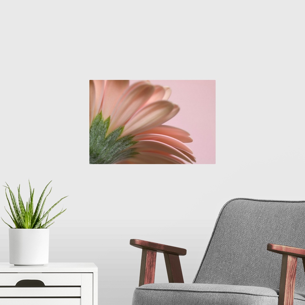 A modern room featuring Giant photograph incorporates a close-up showcasing the top of a flower against a solid colored b...