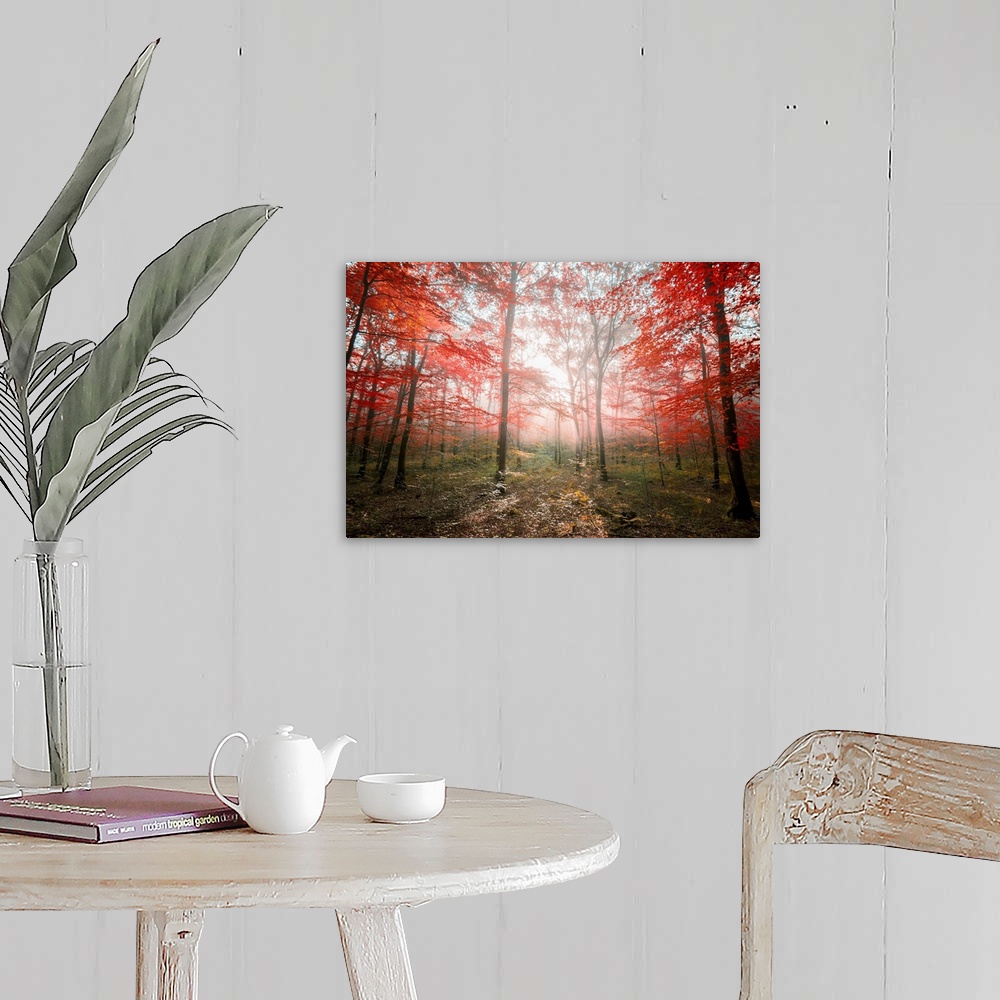 A farmhouse room featuring Fine art photo of a forest with bright red leaves with sunbeams.