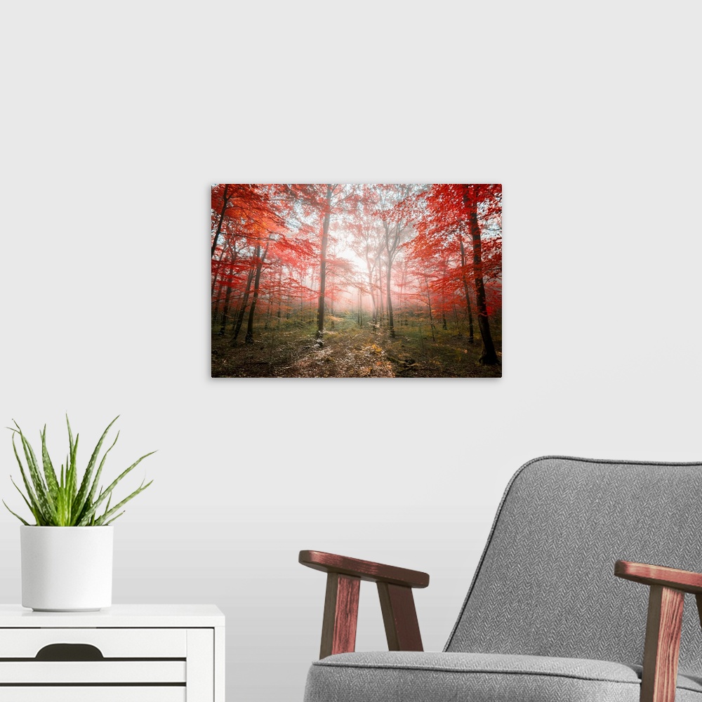 A modern room featuring Fine art photo of a forest with bright red leaves with sunbeams.