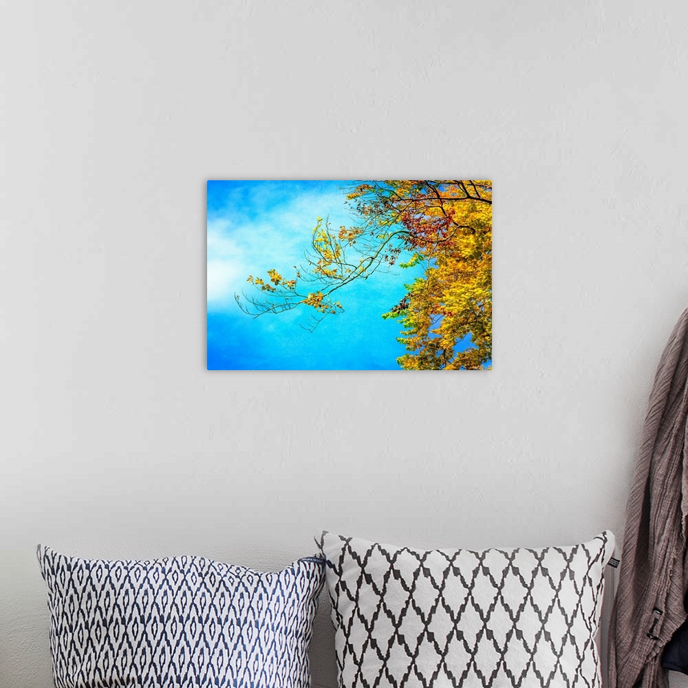 A bohemian room featuring Photograph of branches from an Autumn tree with yellow and red leaves on a light blue sky backgro...