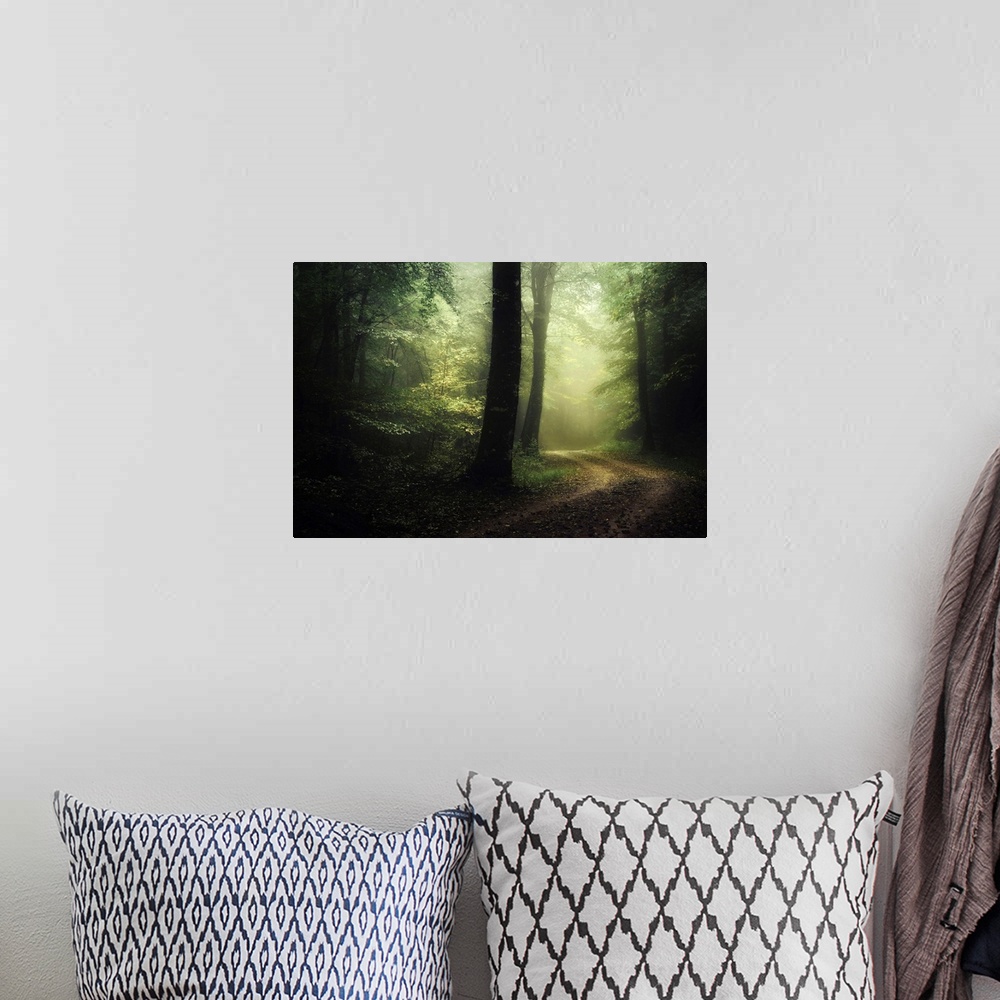 A bohemian room featuring Photograph taken inside a dense forest that has a road cutting through with fog in the distance.