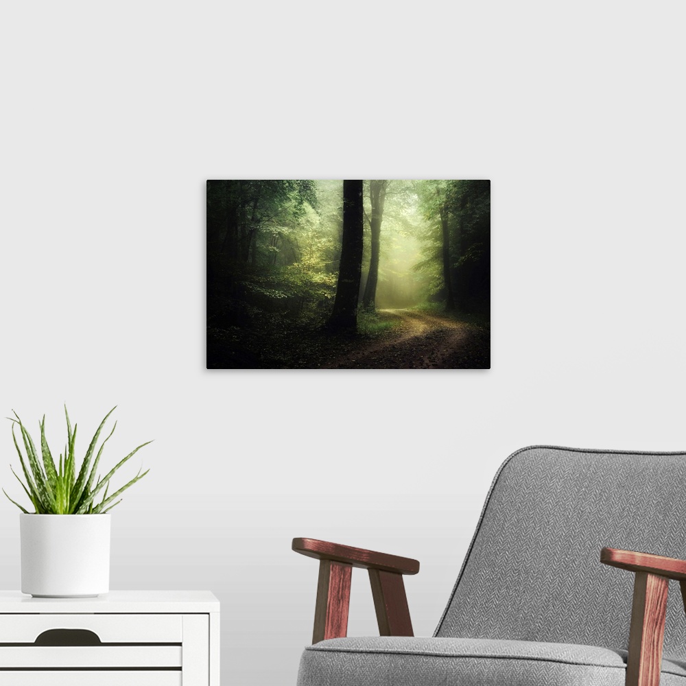 A modern room featuring Photograph taken inside a dense forest that has a road cutting through with fog in the distance.