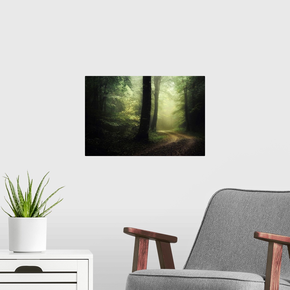 A modern room featuring Photograph taken inside a dense forest that has a road cutting through with fog in the distance.