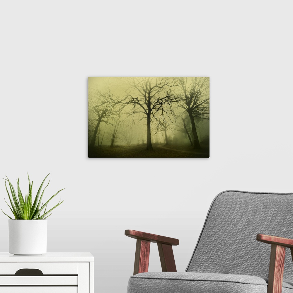 A modern room featuring Big fantomatics tree in the foggy forest in the early morning.