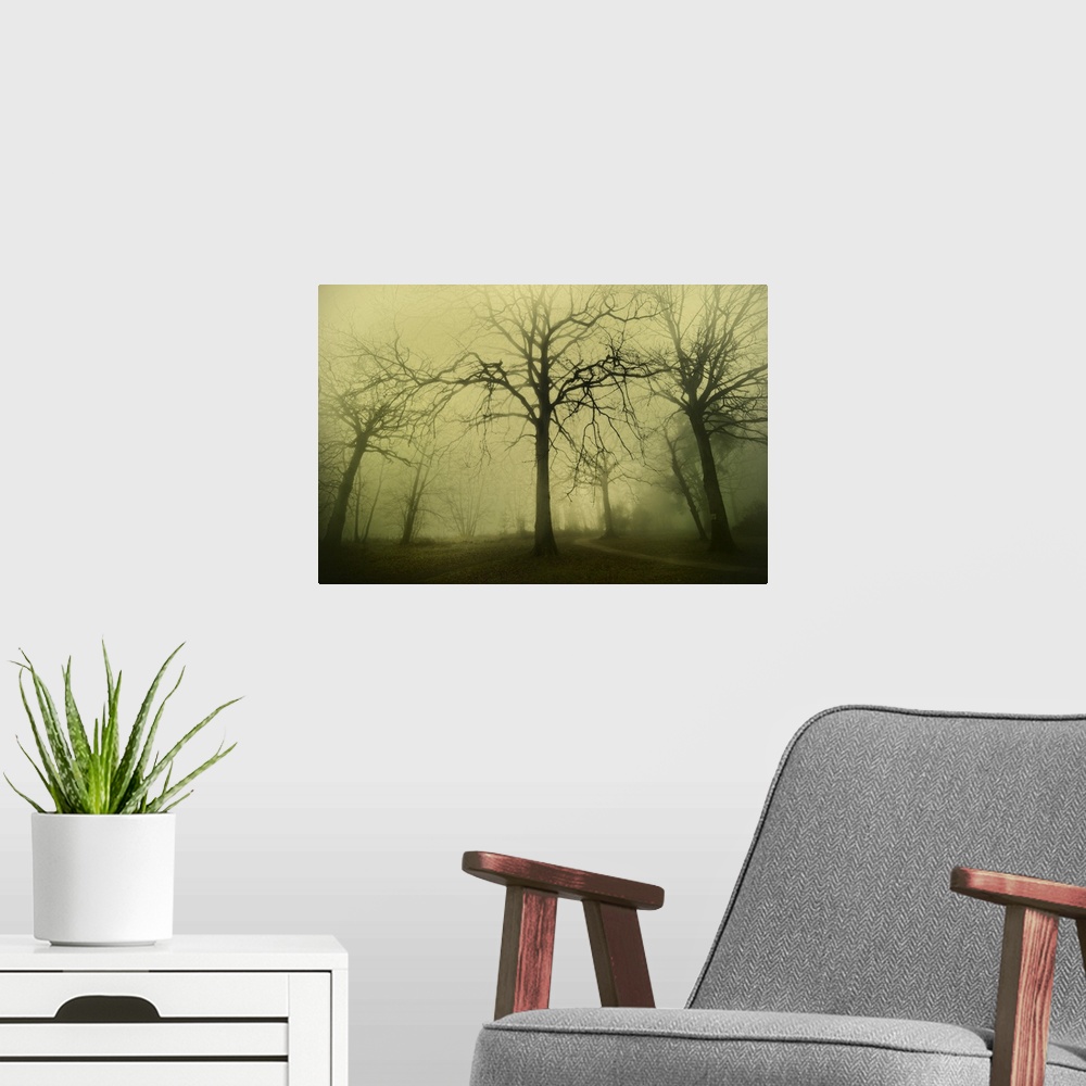 A modern room featuring Big fantomatics tree in the foggy forest in the early morning.