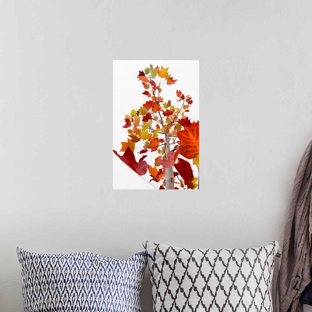 A bohemian room featuring A single branch with several fall leaves over a white background.