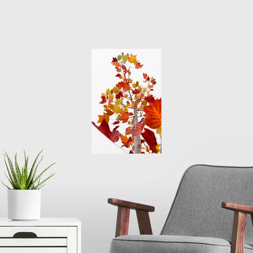 A modern room featuring A single branch with several fall leaves over a white background.