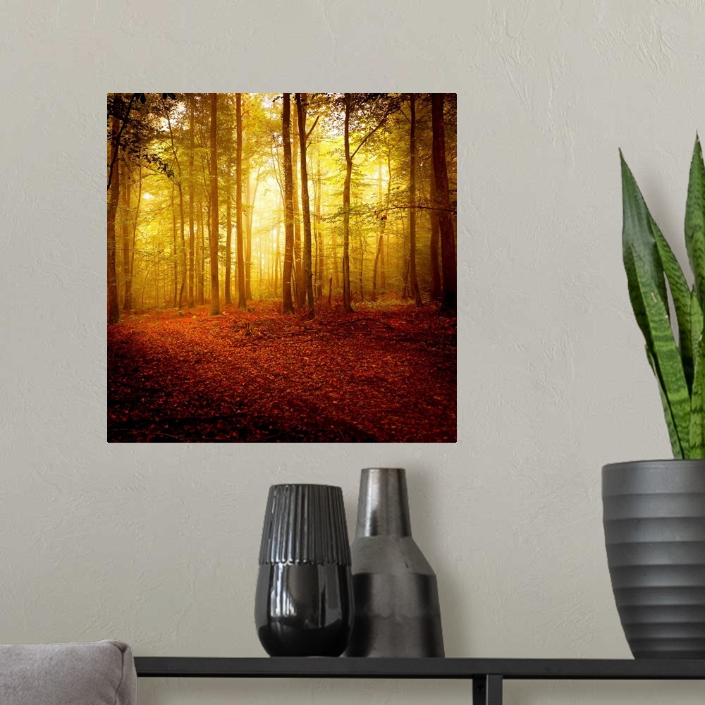 A modern room featuring Big square photograph taken of the sun making its way through a forest filled with thin trees in ...