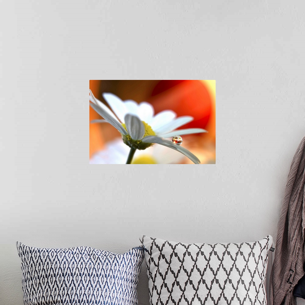 A bohemian room featuring A round water drop resting on a flower petal.