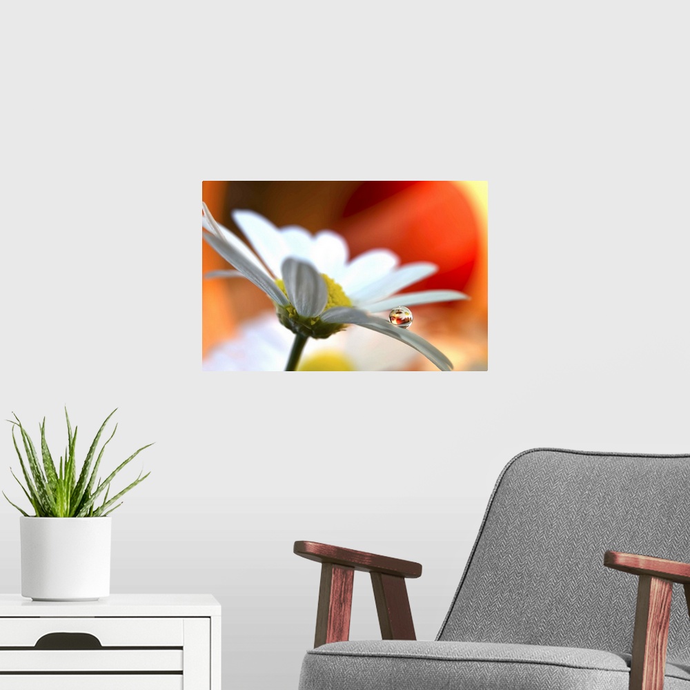 A modern room featuring A round water drop resting on a flower petal.