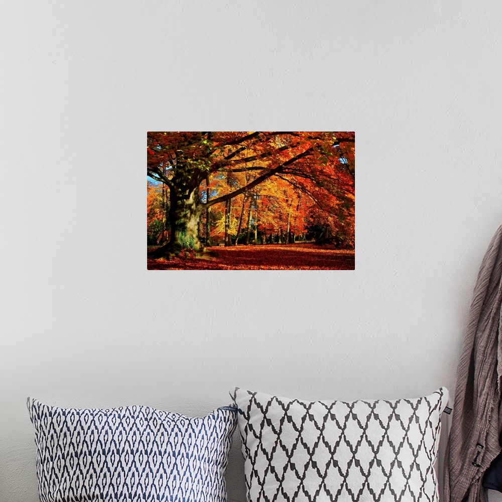 A bohemian room featuring Big photograph that showcases a forest filled with trees going through the color changes of Fall.