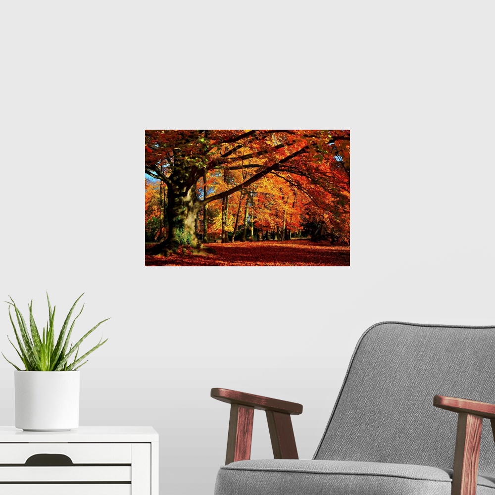 A modern room featuring Big photograph that showcases a forest filled with trees going through the color changes of Fall.
