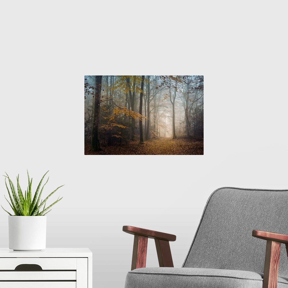 A modern room featuring Path in a forest at fall with leaves on the ground, Broceliande legendary forest in France.