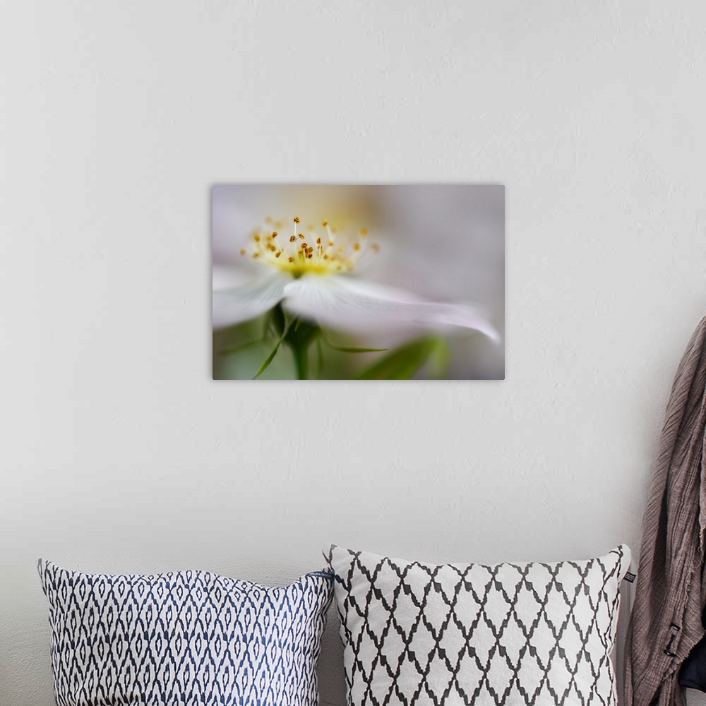 A bohemian room featuring Closeup photograph of a white flower with a blurred look, focusing in on the yellow center.