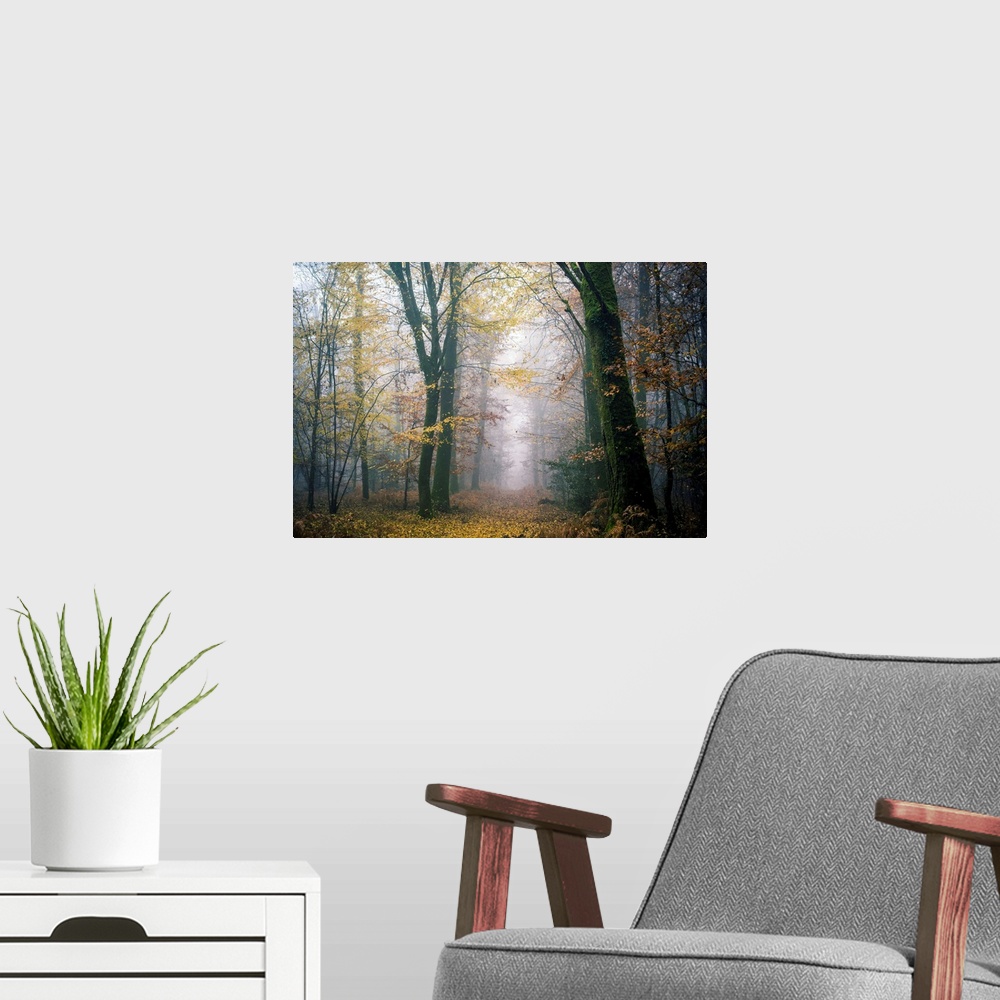 A modern room featuring Path crossing a foggy forest at fall with yellow leaves on the ground, Broceliande forest in France.