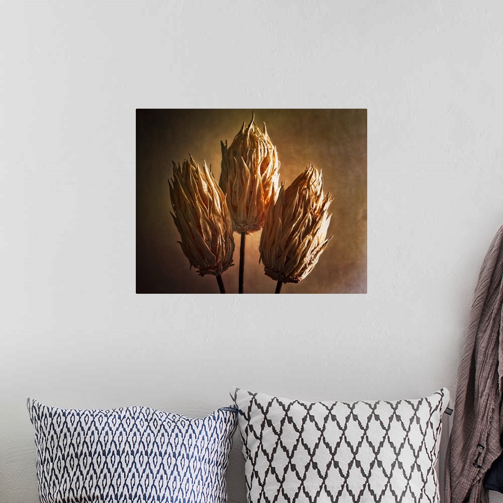 A bohemian room featuring Fine art photo of three dried seed pods with dramatic lighting.