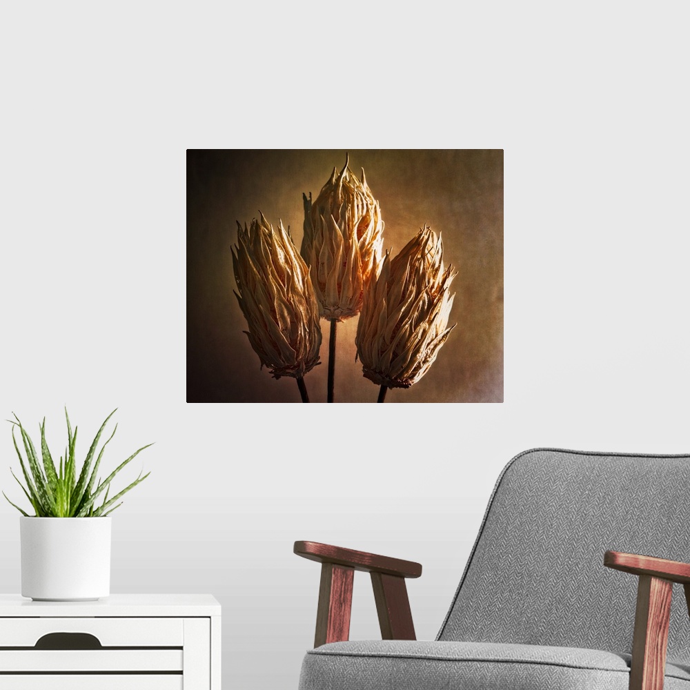 A modern room featuring Fine art photo of three dried seed pods with dramatic lighting.